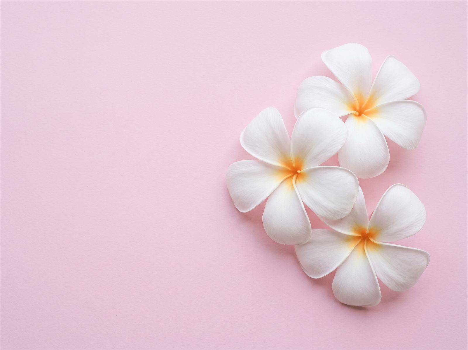白い花びらに黄色の花芯をもつプルメリアの花